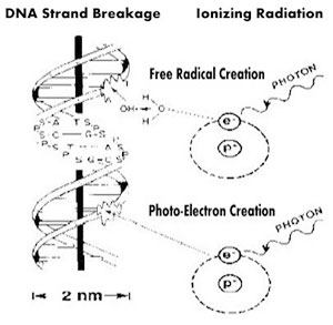 direct dna damage